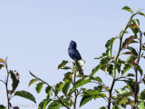 Indigo Bunting male singing from territorial perch.
