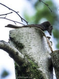 Male GCFC bringing a moth to the fledglings (note upper part of trunk hanging to right.)