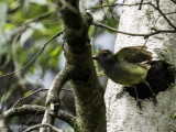 Female GCFE leaving cavity