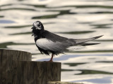 White-winged tern: details