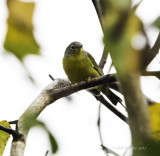 Nashville Warbler 