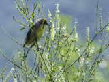 Dickcissel fledgling watching honeybee 