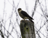 Merlin with Mourning  Dove