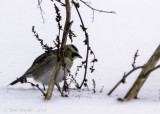 Horned Lark closeup