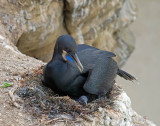 Brandts Cormorant on nest