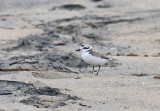 Snowy Plover