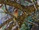 Purple Finch