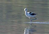 American Avocet