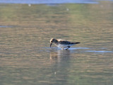 Bairds Sandpiper