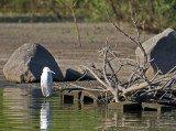 Snowy Egret