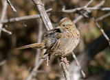 Lincolns Sparrow