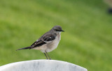 Northern Mockingbird