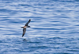 Pink-footed Shearwater