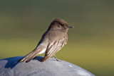 Black Phoebe