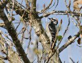 Downy Woodpecker
