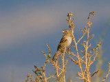 Brewers Sparrow