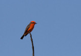 Vermilion Flycatcher