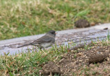 Slate-colored Junco