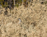 Bells Sparrow