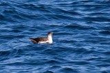 Black-vented Shearwater