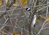 Downy Woodpecker