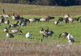 Cackling, Canada, and Snow Goose