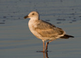 Western Gull