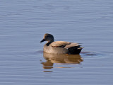 Gadwall