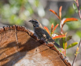 Song Sparrow