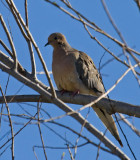 Mourning Dove