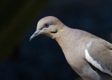 White-winged Dove