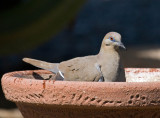 White-winged Dove