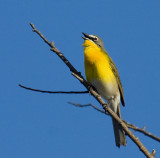 Yellow-breasted Chat