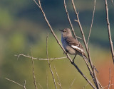 Northern Mockingbird