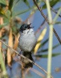 California Gnatcatcher