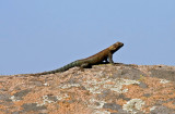 Granite Spiny Lizard