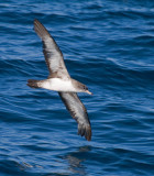 Pink-footed Shearwater