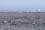 Brown Booby, Dolphins, San Diego skyline