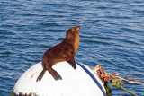 California Sea Lion