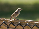 House Sparrow