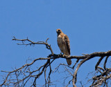 Red-tailed Hawk