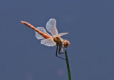 IMG_9181 meadowhawk.jpg