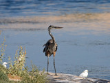 Great Blue Heron