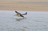 Black Skimmer