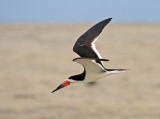 Black Skimmer