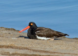 American Oystercatcher