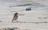 Large-billed Savannah Sparrow