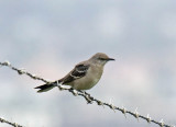 Northern Mockingbird