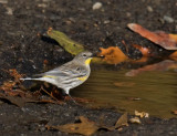 Yellow-rumped Warbler