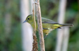 Orange-crowned Warbler